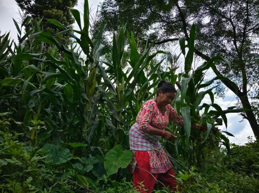 Empowering Dalit Women Through Microfinance and Agriculture in Rural Nepal with Lions Club